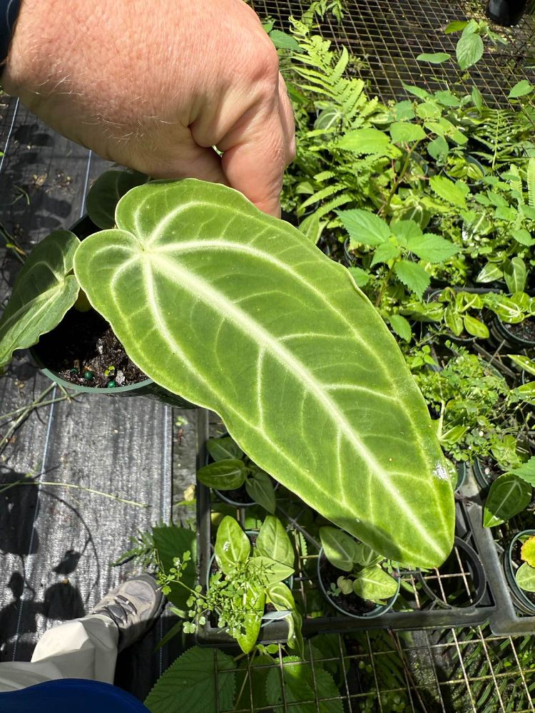 anthurium-villenaorum