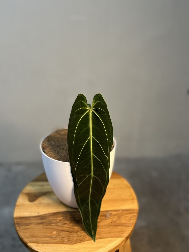 anthurium-warocqueanum