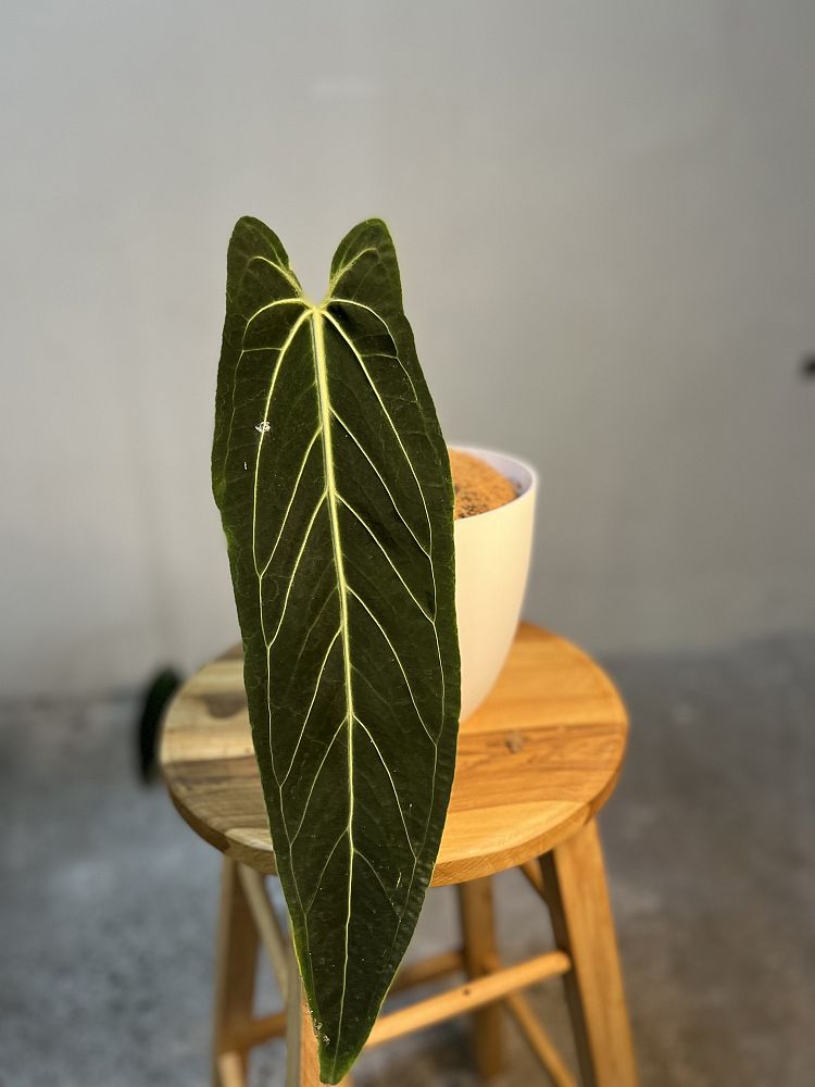 anthurium-warocqueanum