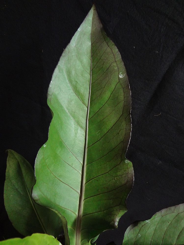 anthurium-water-dragon