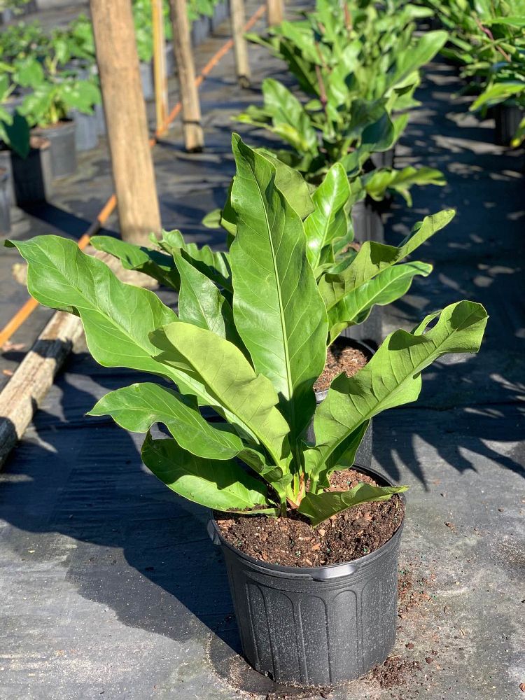 anthurium-water-dragon