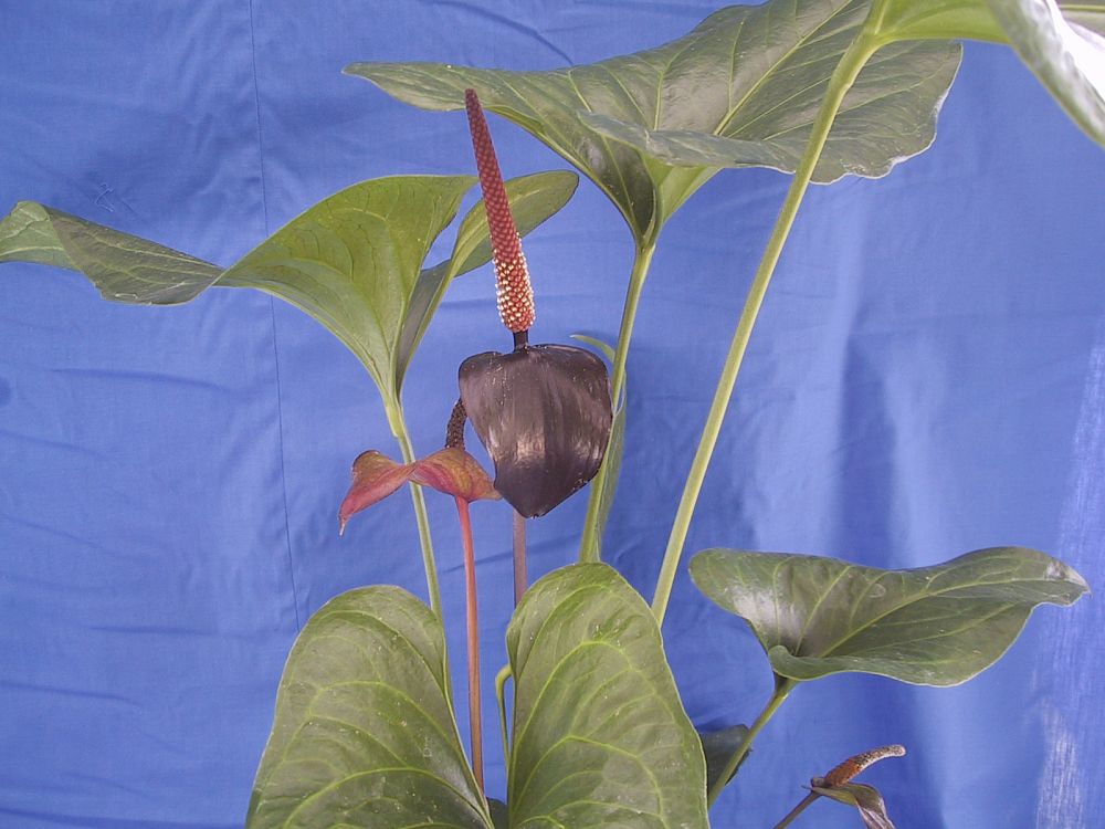 anthurium-watermaliense-black-anthurium