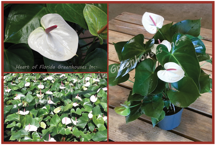 anthurium-white-heart