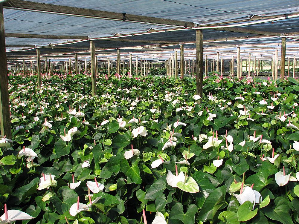 anthurium-white-heart