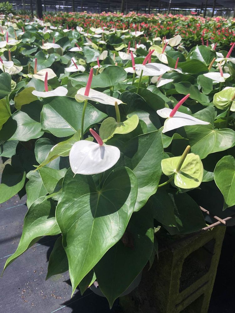 anthurium-white-heart