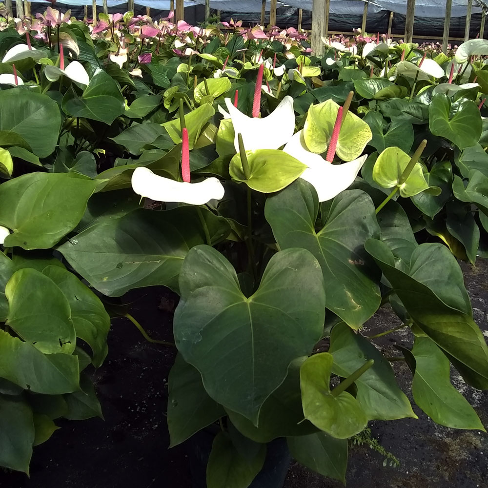 anthurium-white-heart