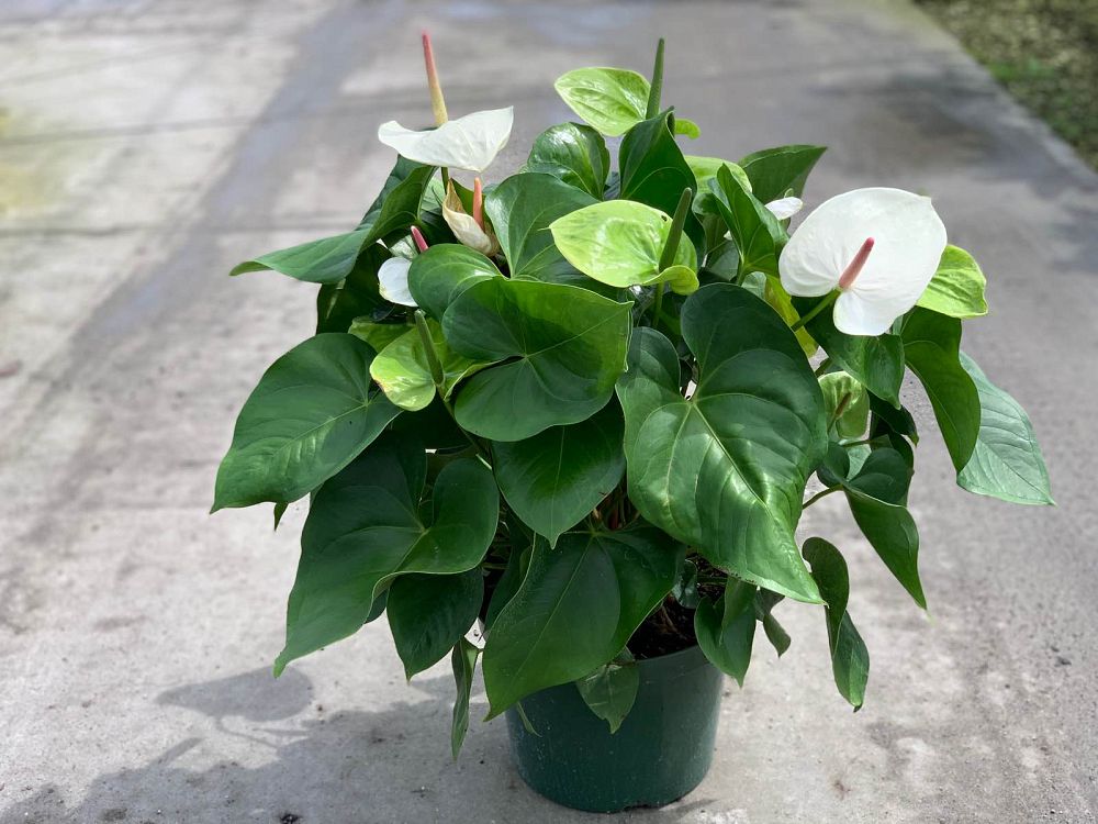 anthurium-white-heart