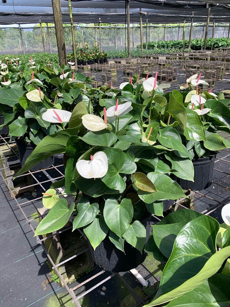 anthurium-white-heart