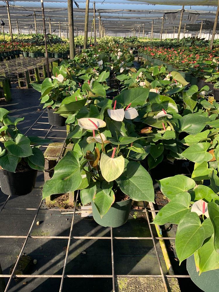 anthurium-white-heart