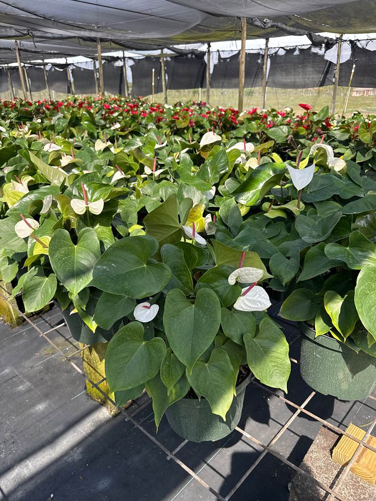 anthurium-white-heart