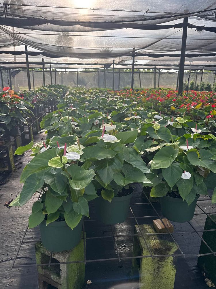 anthurium-white-heart