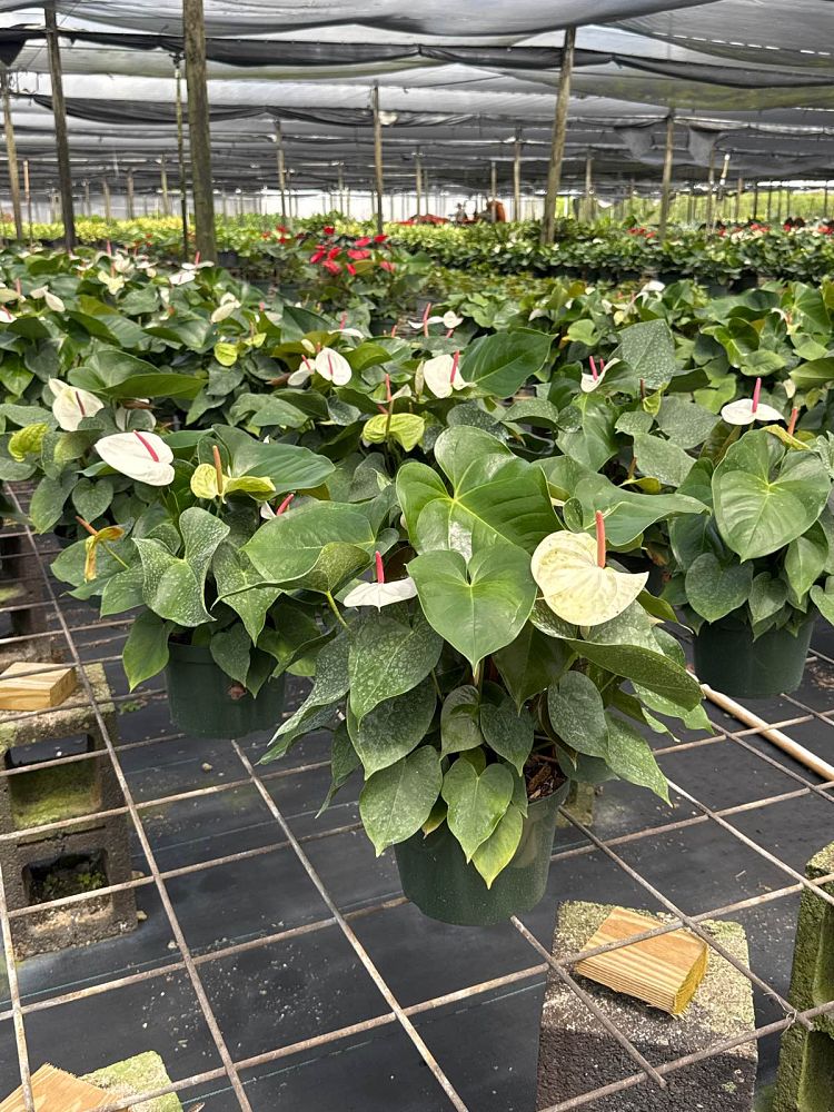 anthurium-white-heart