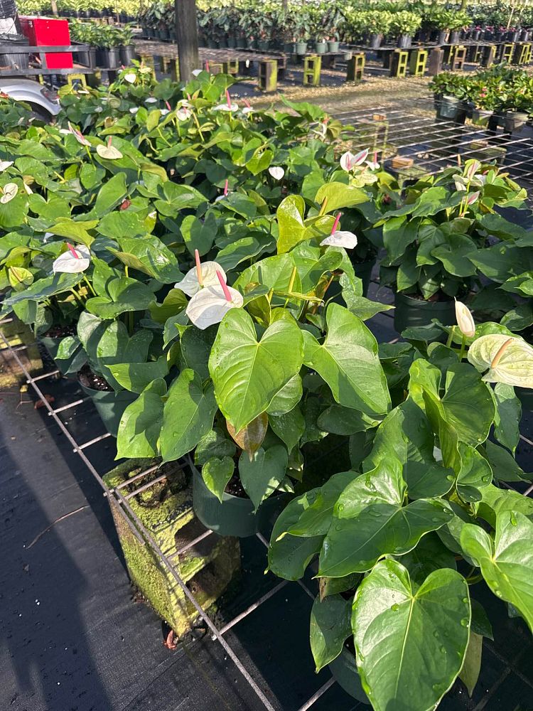 anthurium-white-heart