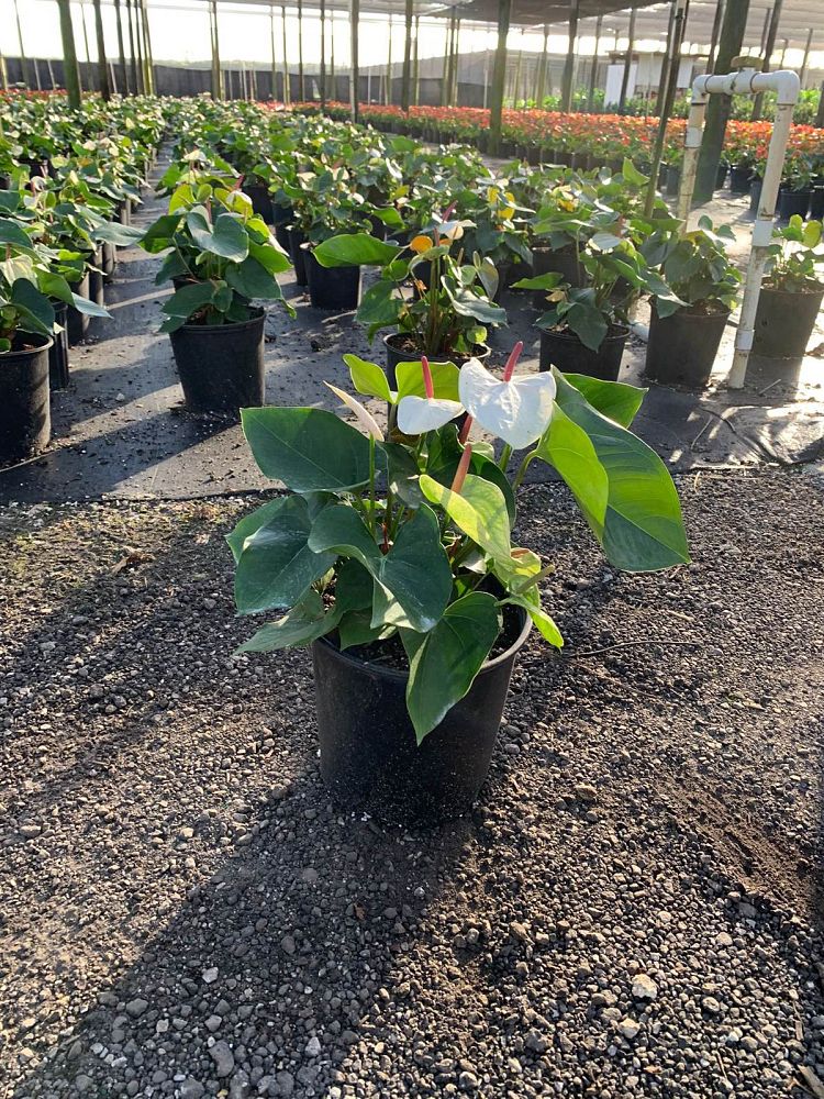 anthurium-white-heart