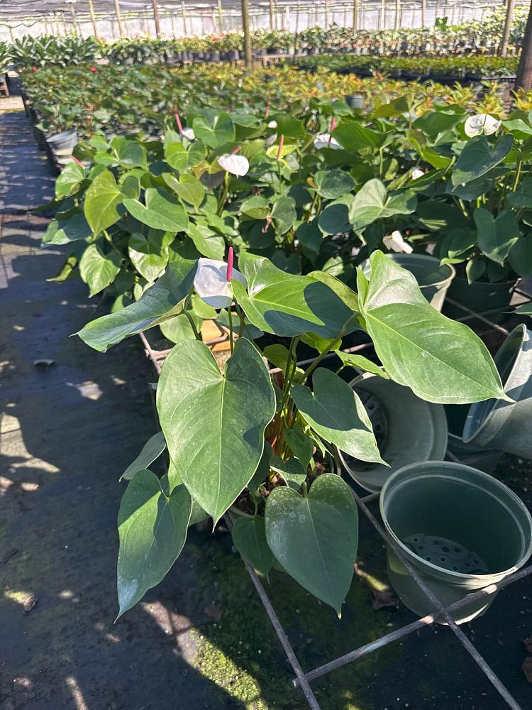 anthurium-white-heart