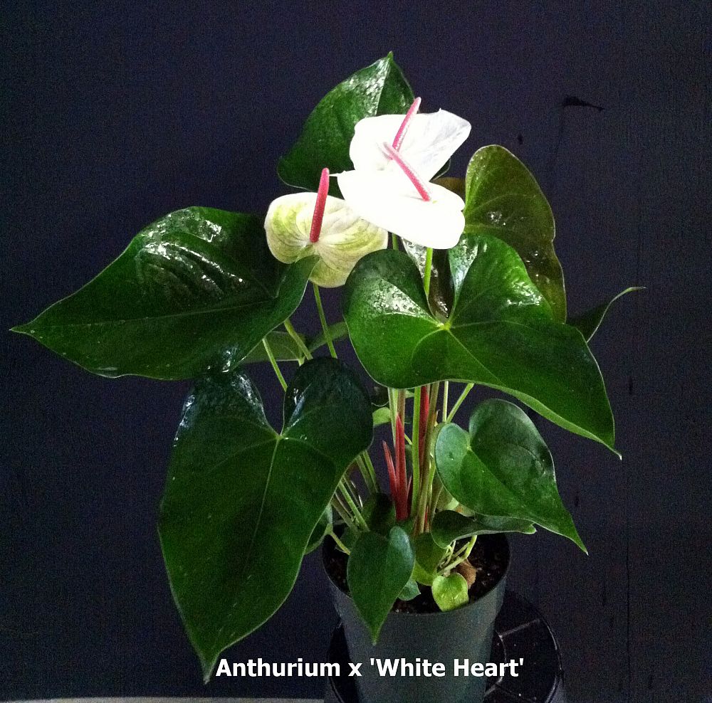 anthurium-white-hearts