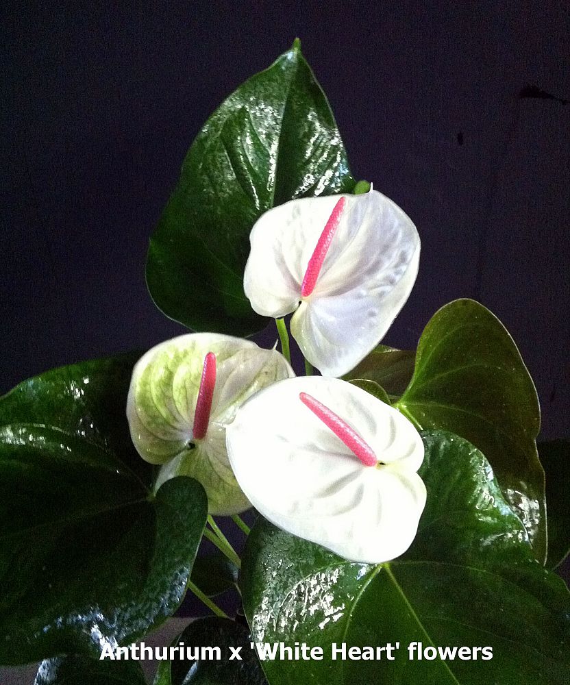 anthurium-white-hearts