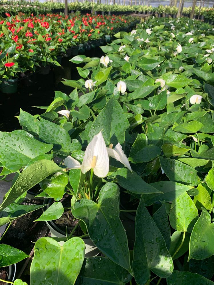 anthurium-white-winner