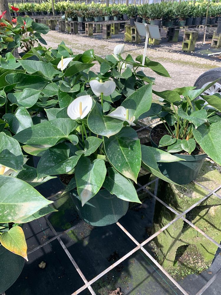 anthurium-white-winner