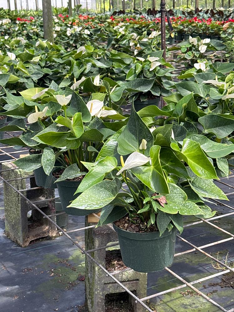anthurium-white-winner