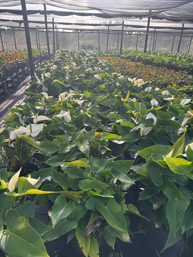 anthurium-white-winner