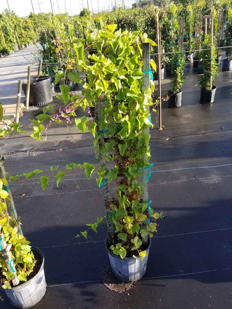 antigonon-leptopus-coral-vine