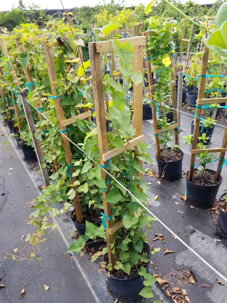antigonon-leptopus-coral-vine