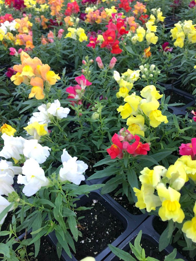 antirrhinum-majus-montego-mix-snapdragon