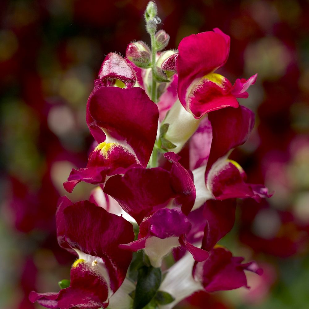 antirrhinum-majus-snapdragon
