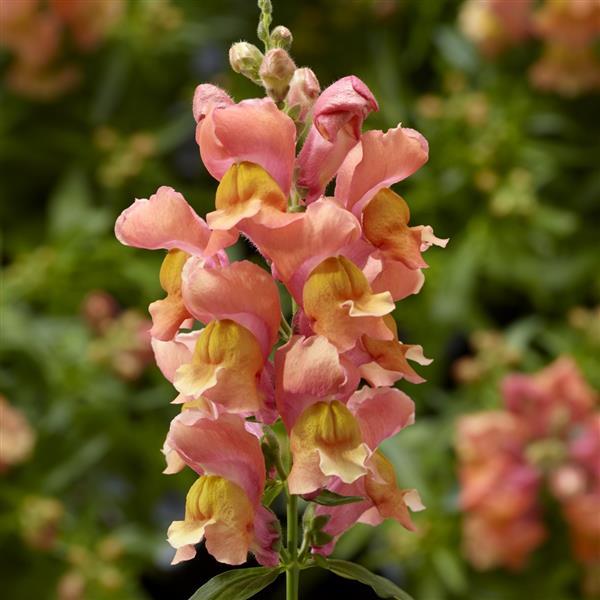 antirrhinum-majus-snapdragon