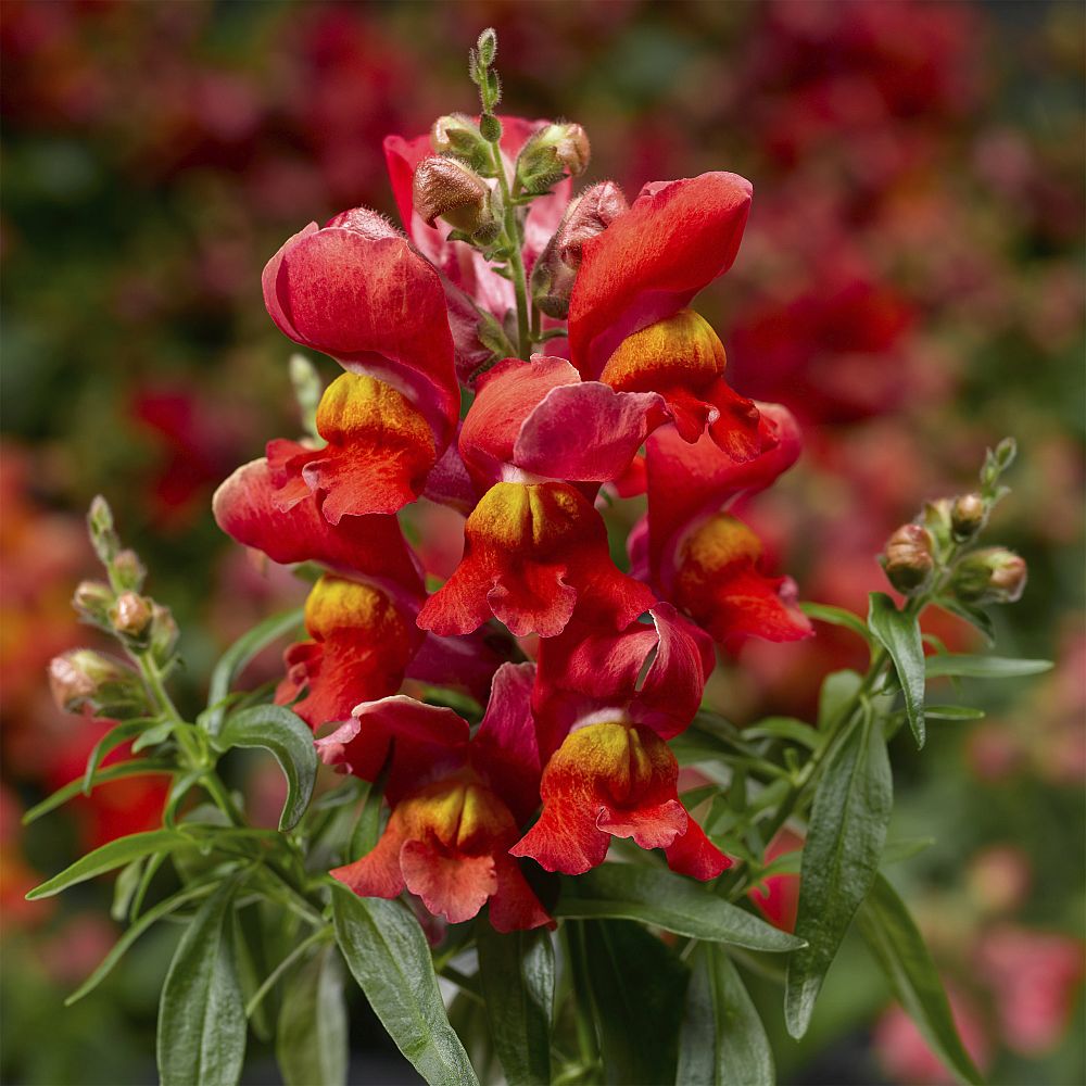 antirrhinum-majus-snapdragon