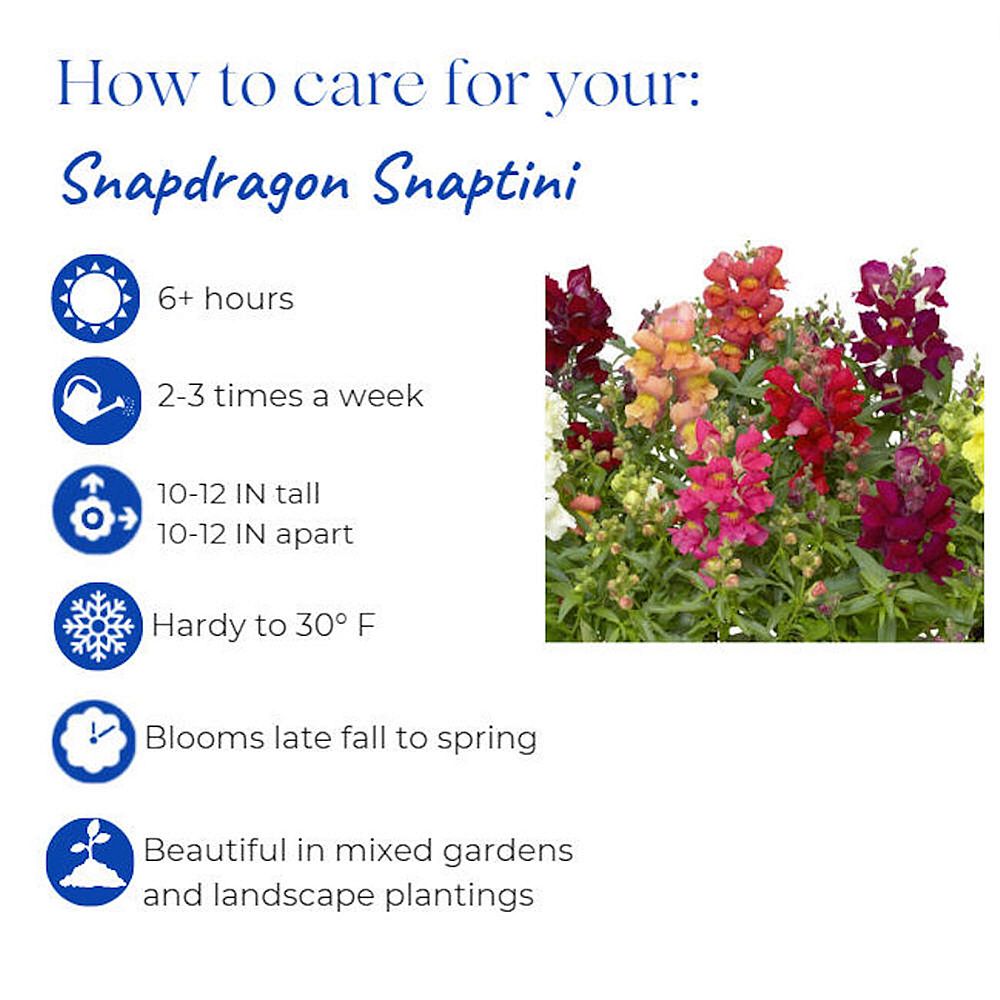 antirrhinum-majus-snapdragon