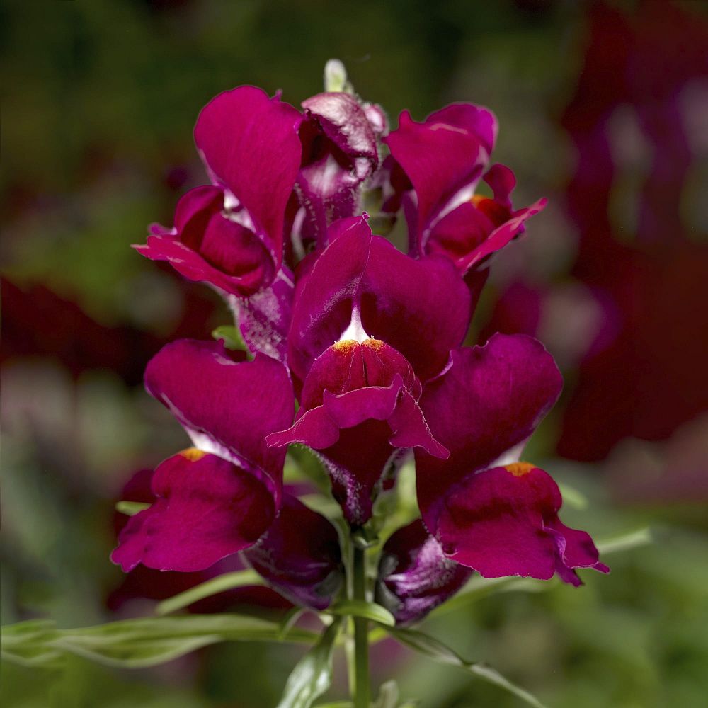 antirrhinum-majus-snapdragon