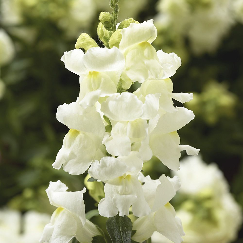 antirrhinum-majus-snapdragon
