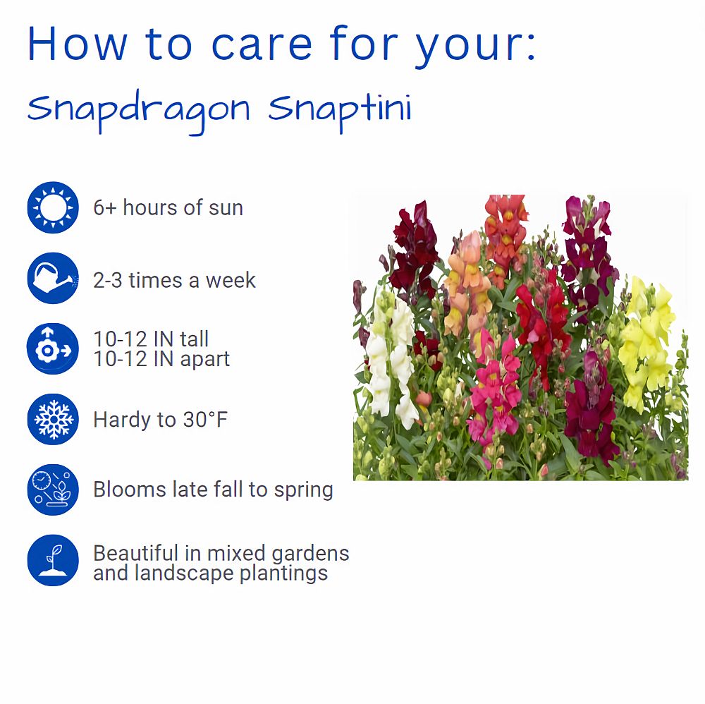 antirrhinum-majus-snapdragon