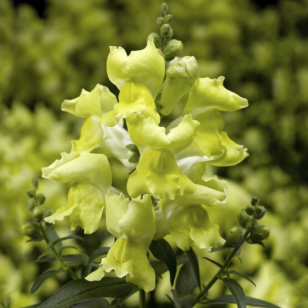 antirrhinum-majus-snapdragon