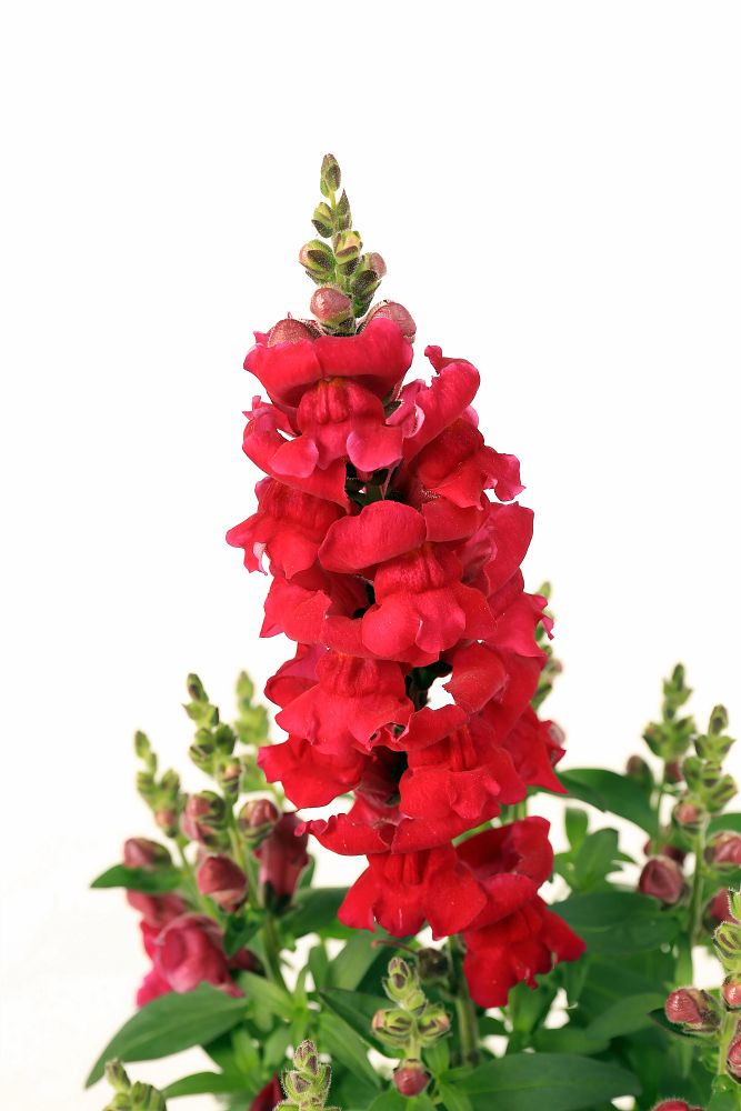antirrhinum-majus-snapdragon