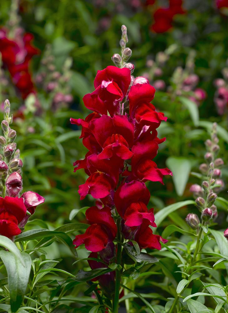 antirrhinum-majus-snapdragon
