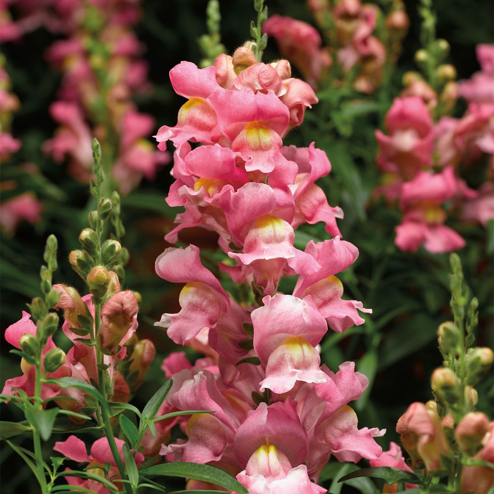 antirrhinum-majus-snaptastic-pink-snapdragon