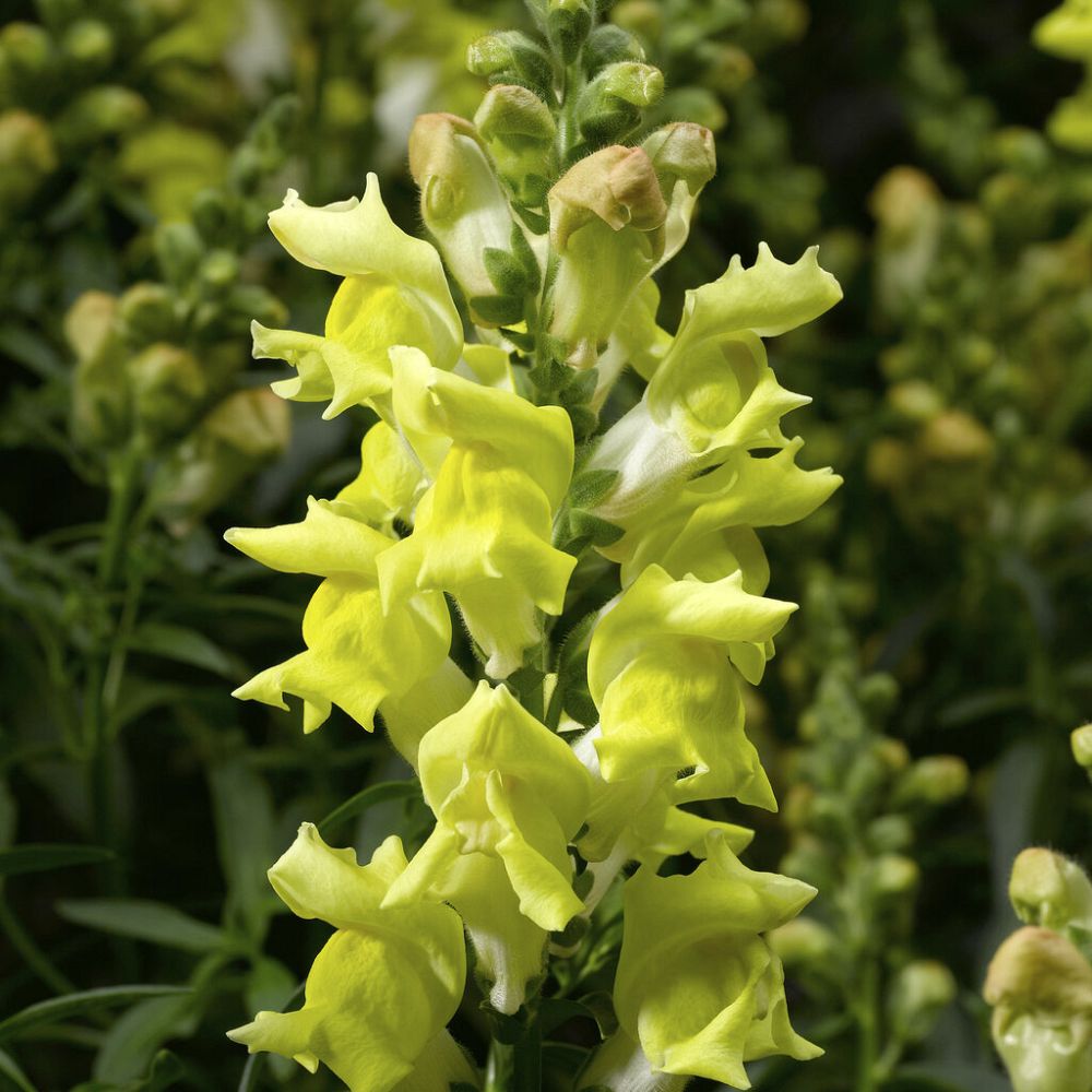 antirrhinum-majus-snaptastic-yellow-snapdragon