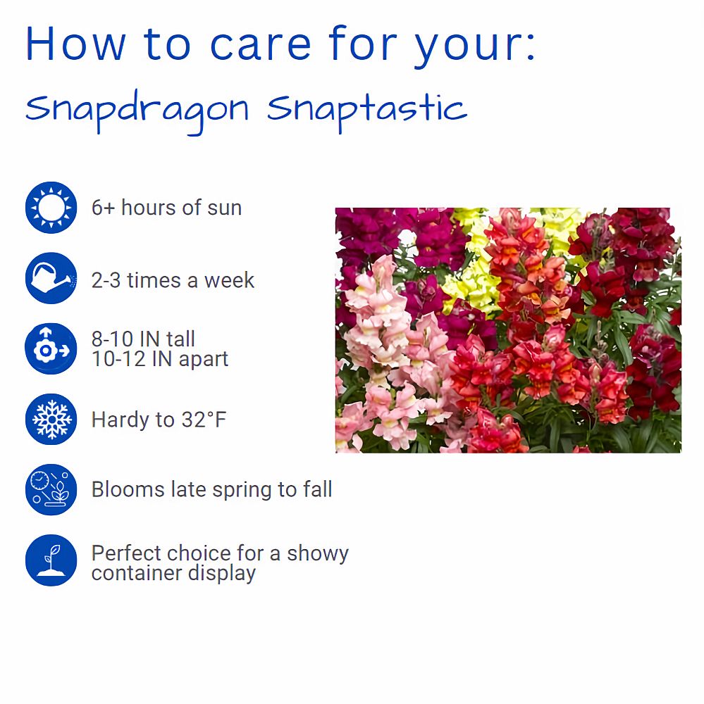 antirrhinum-majus-snaptini-scarlet-dwarf-snapdragon