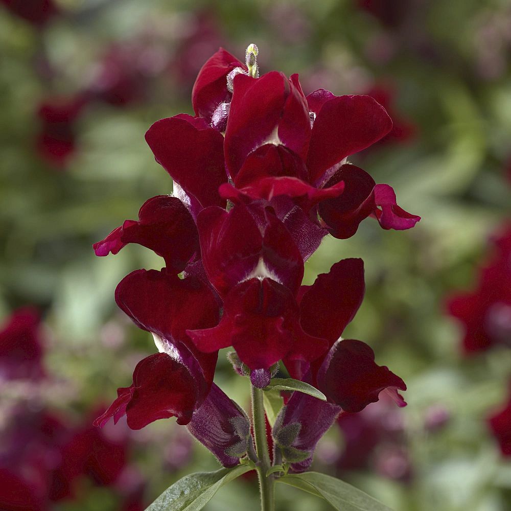 antirrhinum-majus-snaptini-scarlet-dwarf-snapdragon