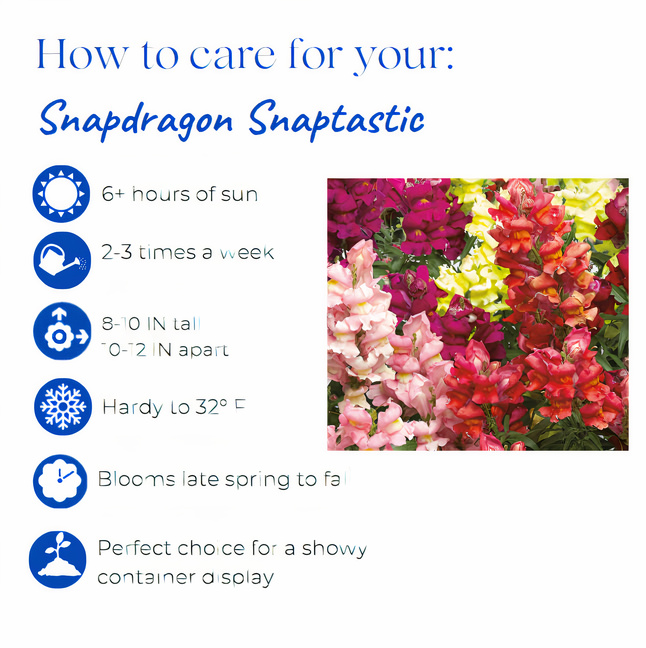 antirrhinum-snaptastic-mix-snapdragon