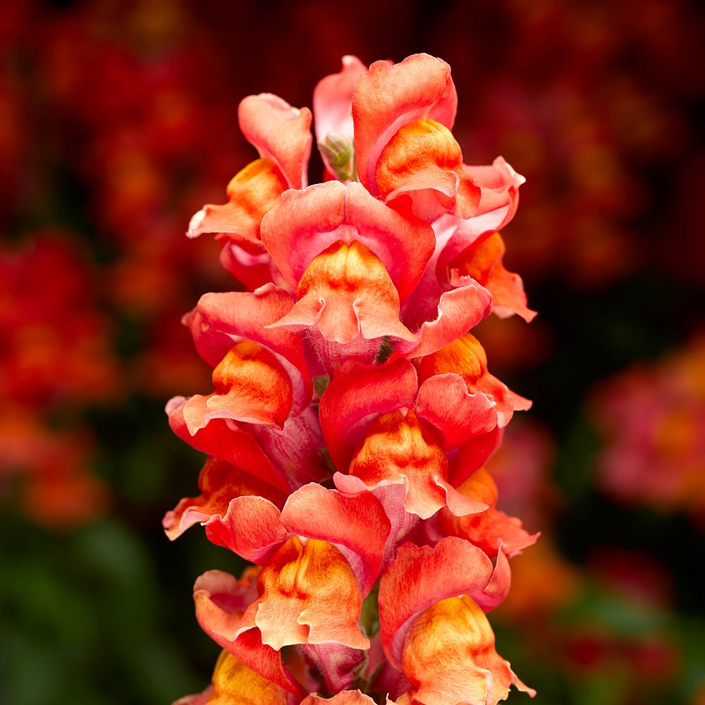 antirrhinum-snaptastic-mix-snapdragon