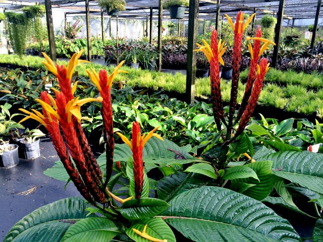 aphelandra-hartwegiana-yellow-aphelandra
