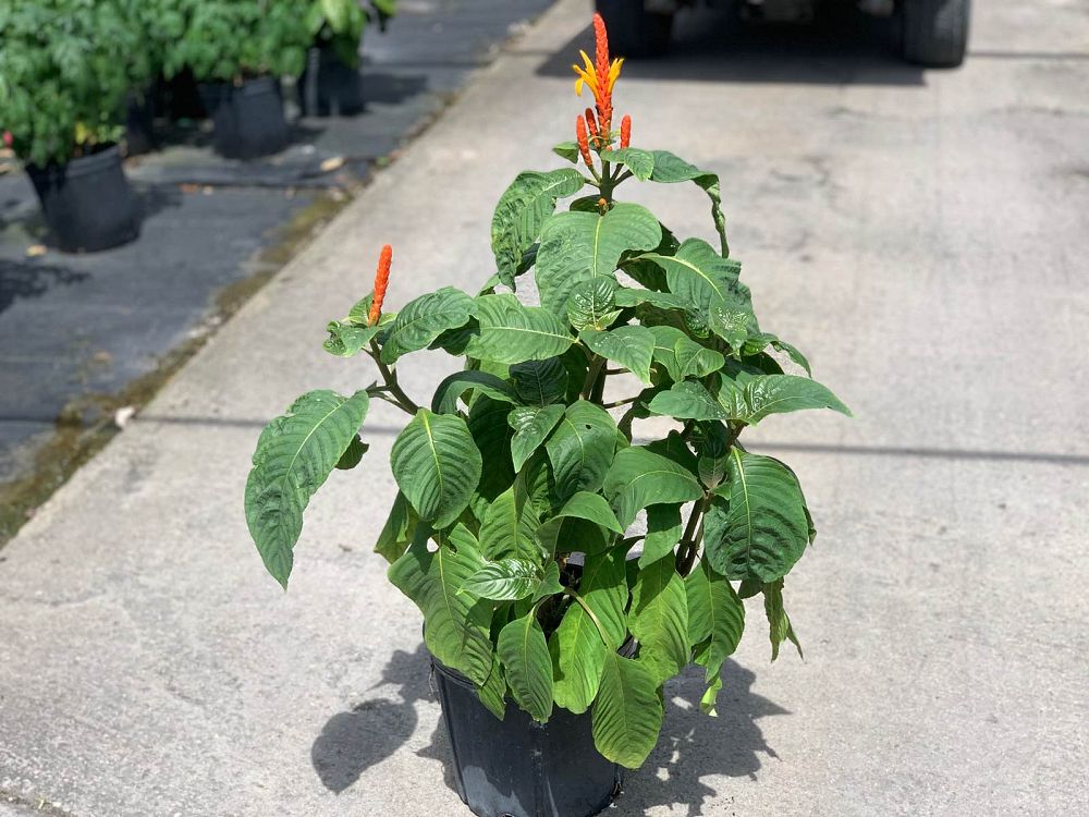 aphelandra-hartwegiana-yellow-aphelandra