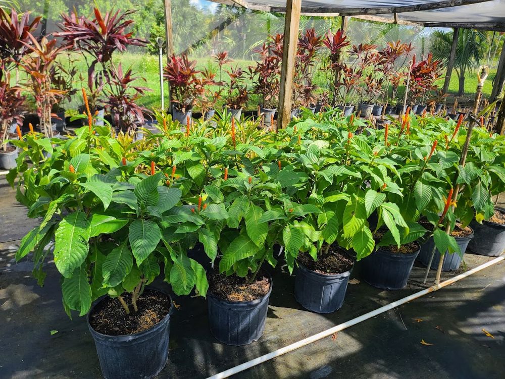 aphelandra-hartwegiana-yellow-aphelandra