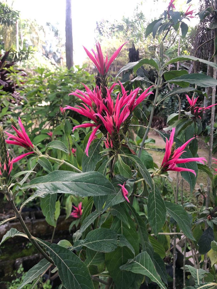 aphelandra-panamensis-pink-aphelandra