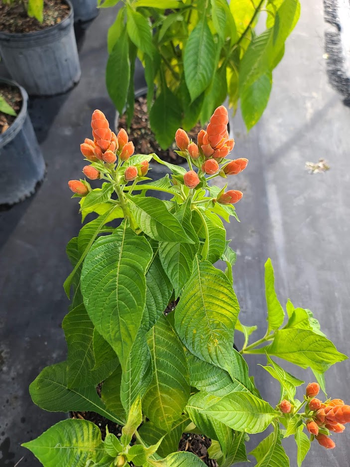 aphelandra-panamensis-pink-aphelandra