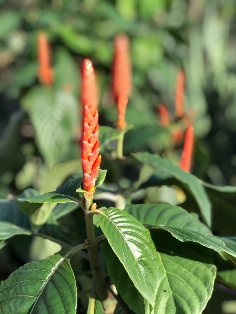 aphelandra